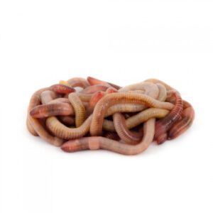 Gemischte Würmer 0,5 kg (ca. 500 Stück)