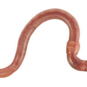 Dendrobaena Riesenrotwürmer 1 kg Groß (ca. 900 Stück)